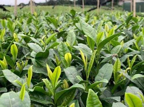 茶叶树的栽培与管理（茶叶栽培技术）