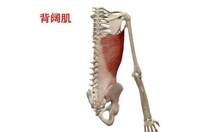 后腰肌肉发达的好处（腰肌的位置图）