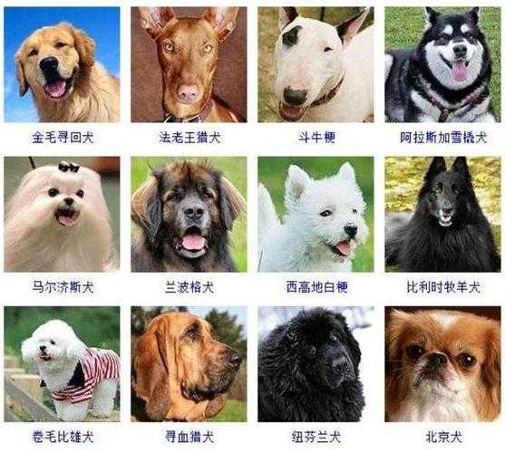 常见狗的品种有哪些（犬种大全品种）