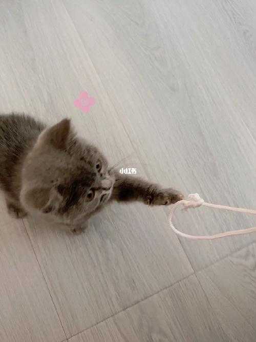 一根绳子拴猫图解（小猫绳子怎么拴）